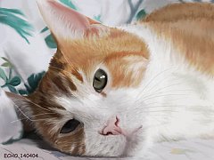 Gatti (362)